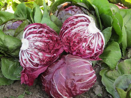 Radicchio barduca bio