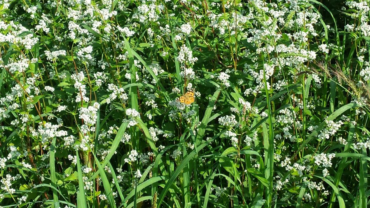 Grano saraceno butterfly