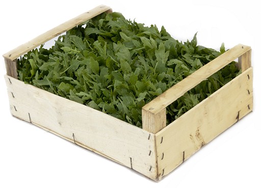 Rucola